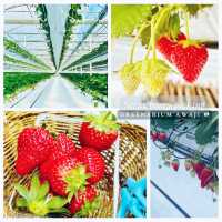 Strawberry Picking @ Greenarium Awaji 🇯🇵