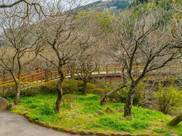 Atami Plum Garden