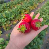 Strawberry Picking 