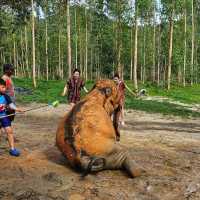 Elephant Care Park Phuket 