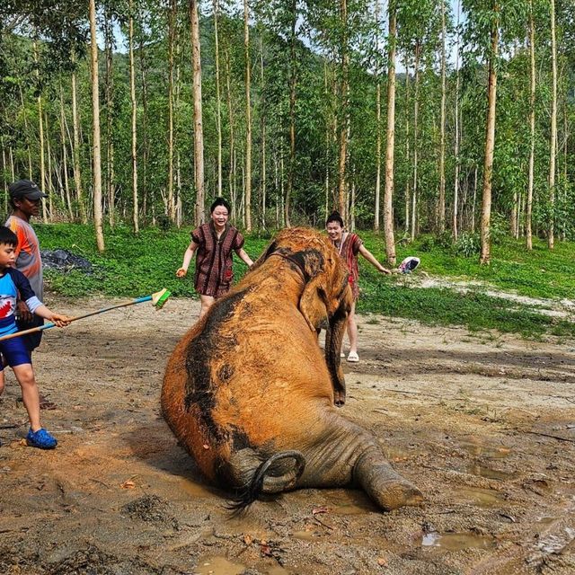 Elephant Care Park Phuket 