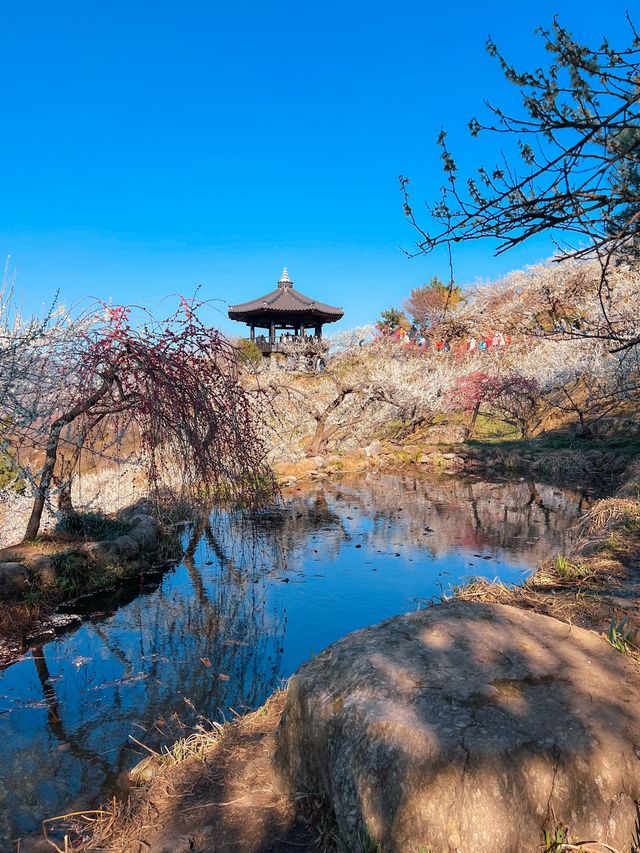 다가오는 3월, 광양에 꼭 가야하는 이유 🌸