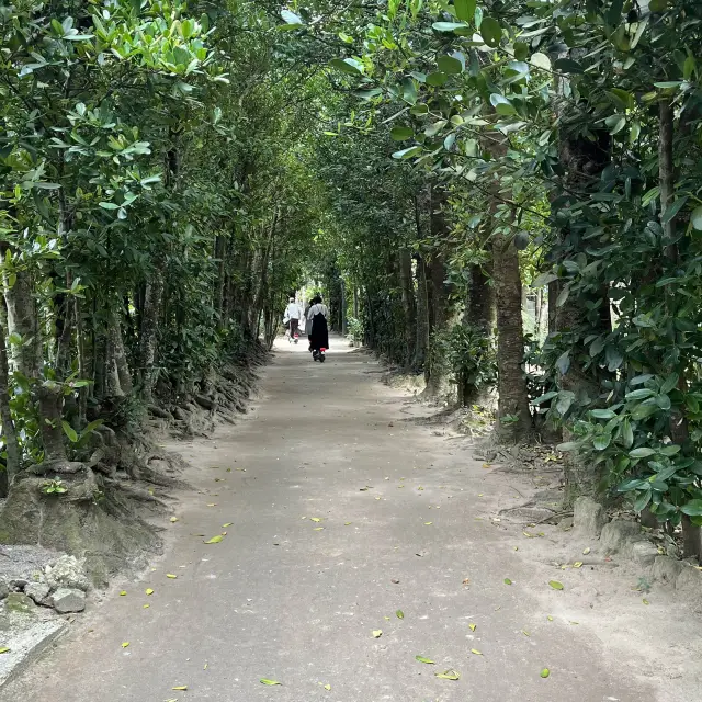 【フクギ並木】沖縄県名護の密かな観光スポット