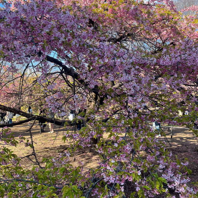 代代木公園