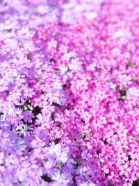 【北海道】一面ピンクの山！東藻琴芝桜公園