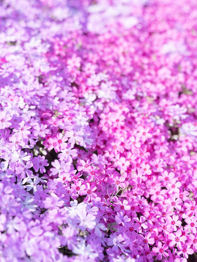 【北海道】一面ピンクの山！東藻琴芝桜公園