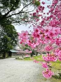 【川津来宮神社/静岡県】鮮やかな河津桜と大楠