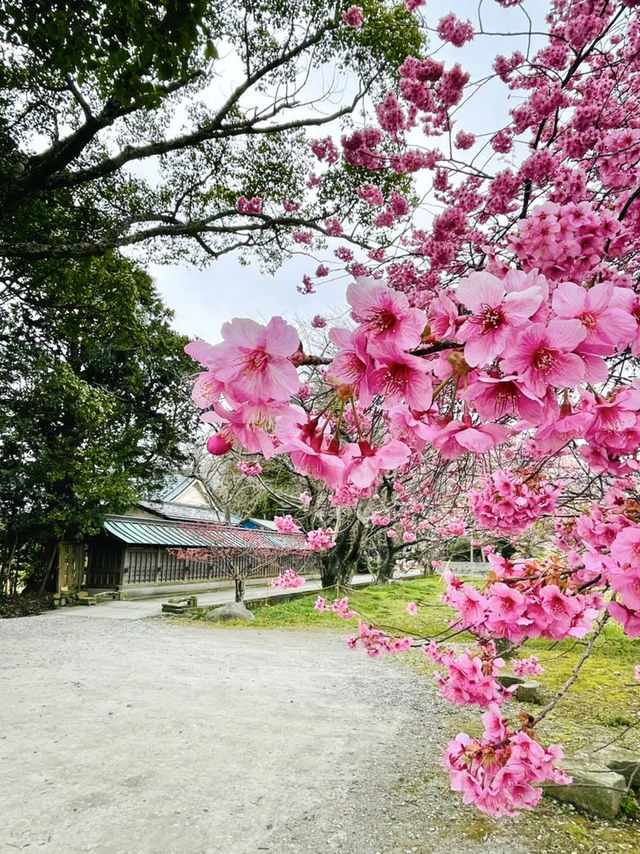 【川津来宮神社/静岡県】鮮やかな河津桜と大楠