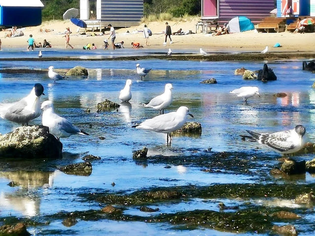 Brighton Beach