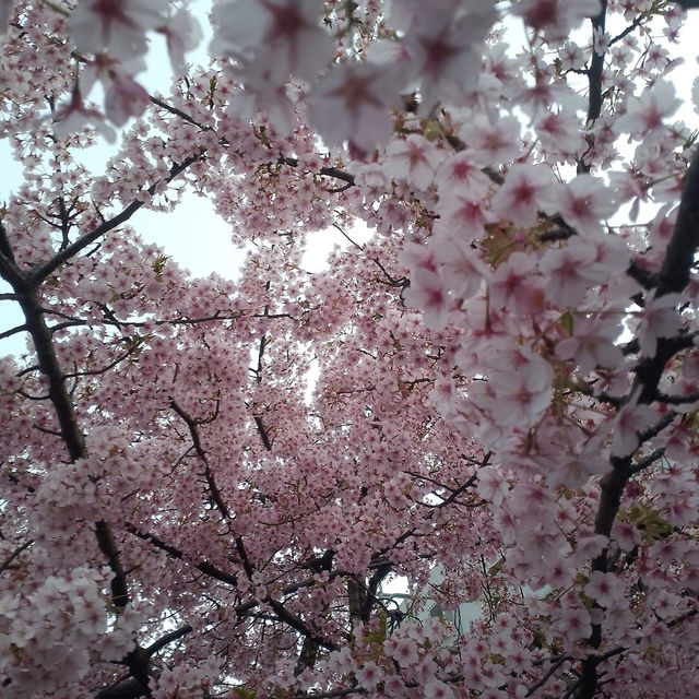 Blooming season in Yayogi park🌸