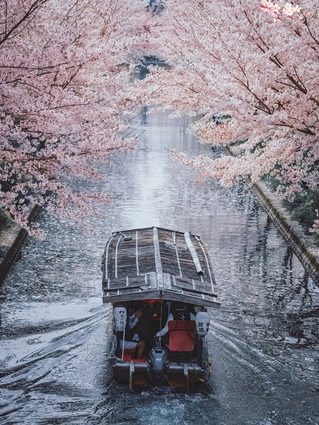京都小眾游船🚢賞櫻🌸伏見十石舟