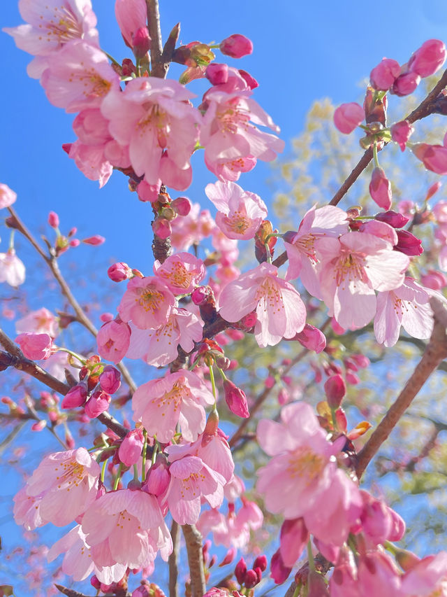 【スカイツリー×桜/墨田区】2024 ひと足早く、桜咲き始めています！