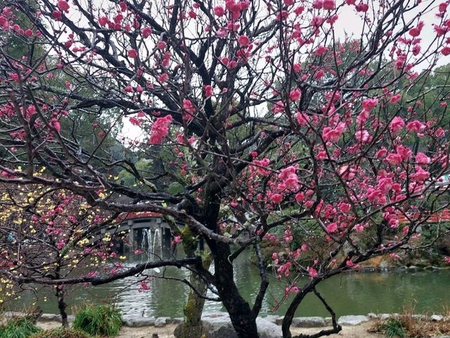 UNESCO Heritage Temple @ Fukuoka