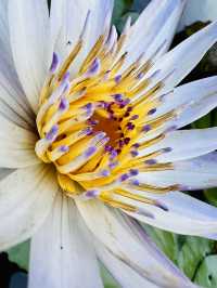 Beneath the Buddha: Lantau Island's Icon