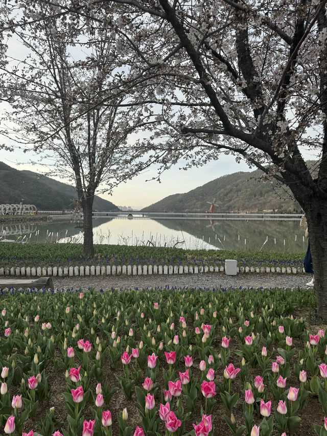 튤립과 벚꽃을 함께 볼 수 있는 대구 송해공원 