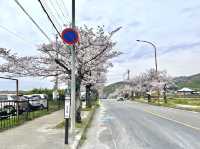 ถนนซากุระ หน้าศาลเจ้าอิชิงามิ จ.นารา