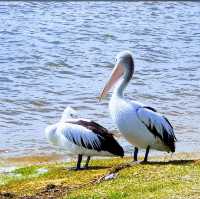 Sir James Mitchell Park Perth