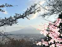 【💮新倉淺間神社💮】日本🇯🇵宣傳照的原模型：富士山🗻、櫻花🌸、五重塔🏯，一張盡收眼簾下。