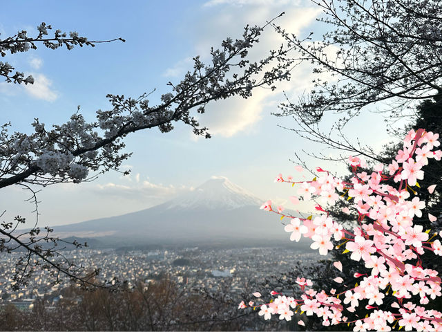 【💮新倉淺間神社💮】日本🇯🇵宣傳照的原模型：富士山🗻、櫻花🌸、五重塔🏯，一張盡收眼簾下。