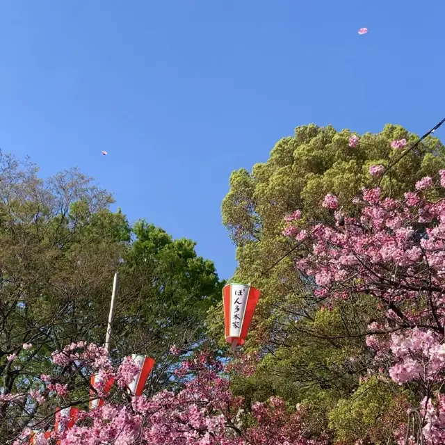 도쿄도심에 피크닉하기! 우에노공원/미술관/동물원/아메요코쵸