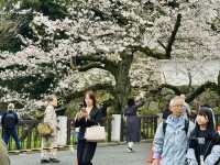 CoStudio | 千鳥ケ淵 - 桜の楽園🌸🏞️