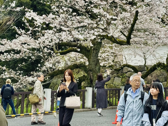 CoStudio | 千鳥ケ淵 - 桜の楽園🌸🏞️