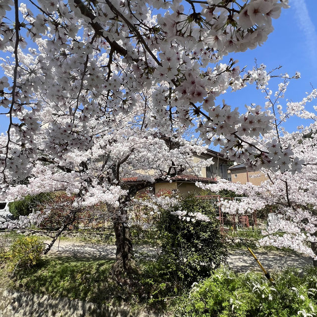 京都 哲學之道