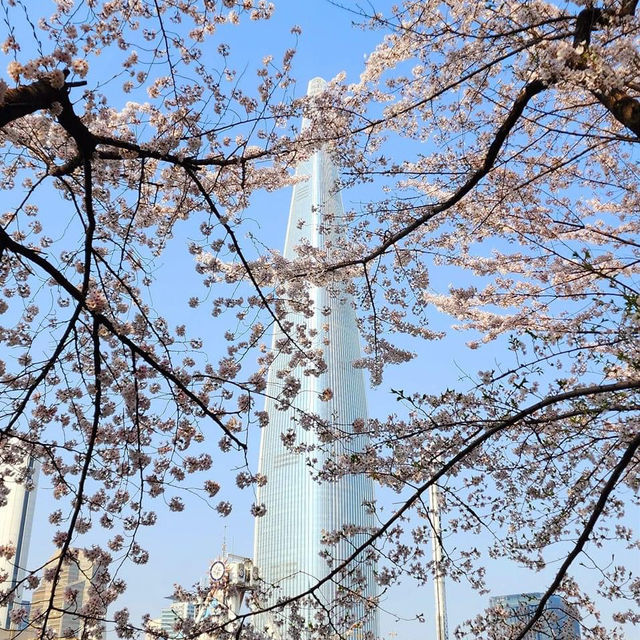 Beautiful Cherry Blossom of Lotte World Tower