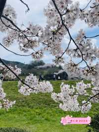 【奈良県】満開の桜と石舞台古墳を堪能！