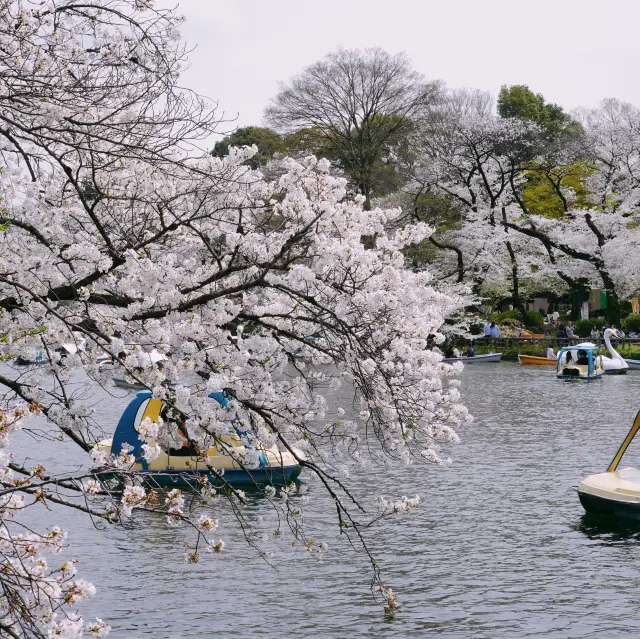 【2024春】井の頭恩賜公園と目黒川