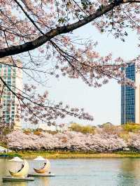 🌸 Ultimate cherry blossoms guide in Seoul 🌸