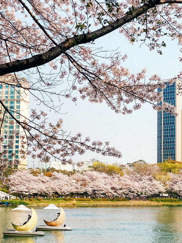 🌸 Ultimate cherry blossoms guide in Seoul 🌸