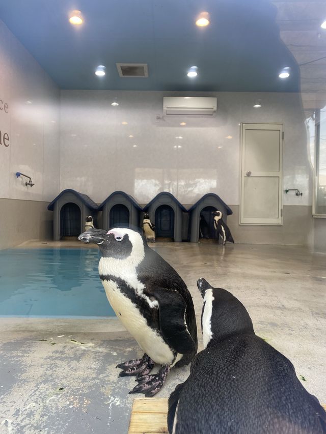 兵庫観光はここへ！ペンギンがいる！ボリューム満点カフェ！！