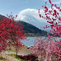 Fuji shiba Sakura festival 