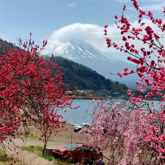Fuji shiba Sakura festival 