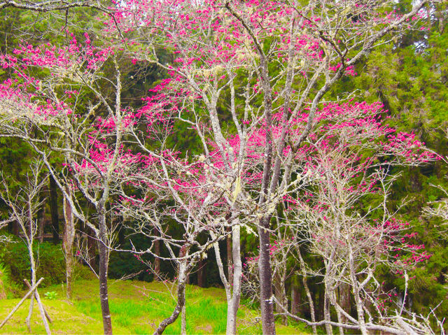 Cherry blossoms unfurl their delicate petals🌸🇹🇼