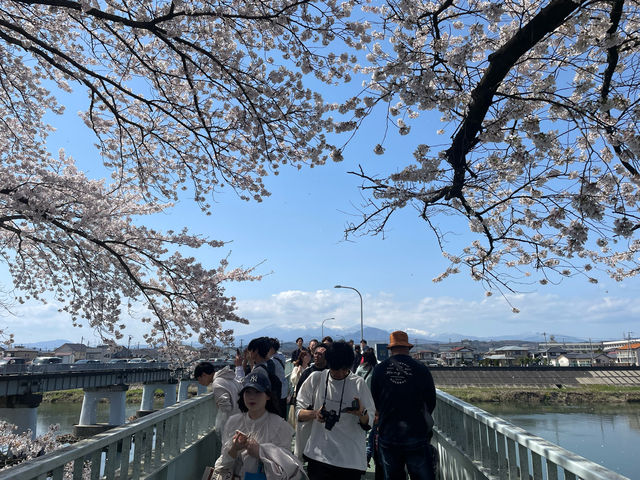 一目千本桜　宮城県の絶景【桜🌸】