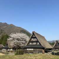 五箇山の桜
