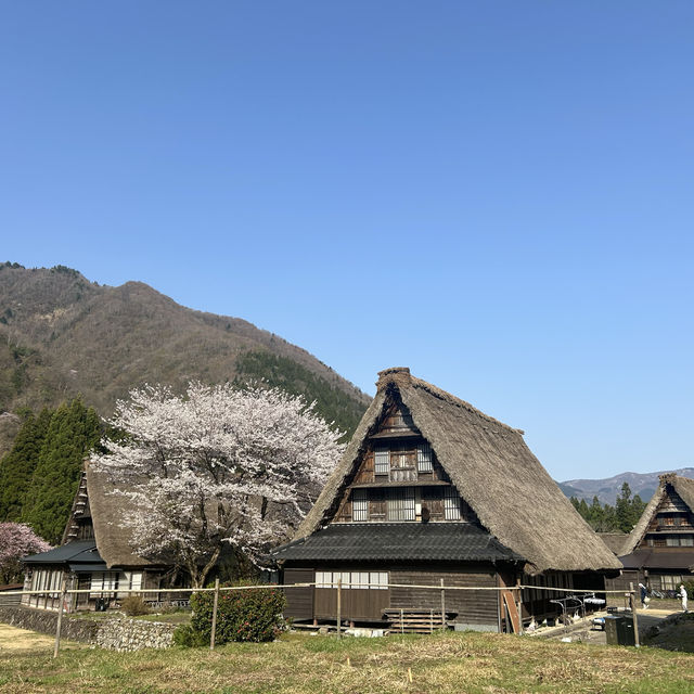 五箇山の桜