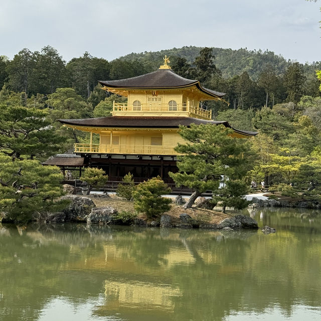 Chasing final Sakura at Osaka and Kyoto - Mid April 