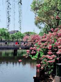 Cherry Blossom in WUXI 