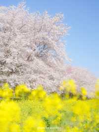 菜の花 / 桜の共演　ソメイヨシノ1キロ！【埼玉】