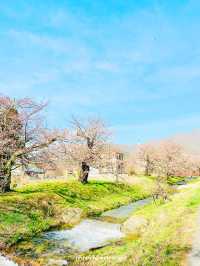 【福島】川のせせらぎと桜のトンネルと磐梯山も