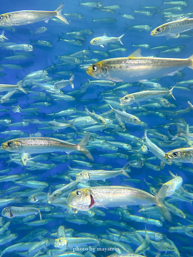 【茨城/大洗】くらげの水槽癒される🪼海隣の水族館