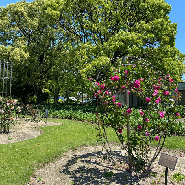愛知県東海市　元浜公園のバラ園