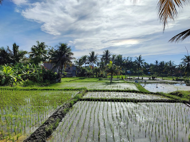 Kajeng Rice Field
