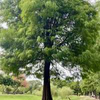 石炭記念公園：寧靜翠綠