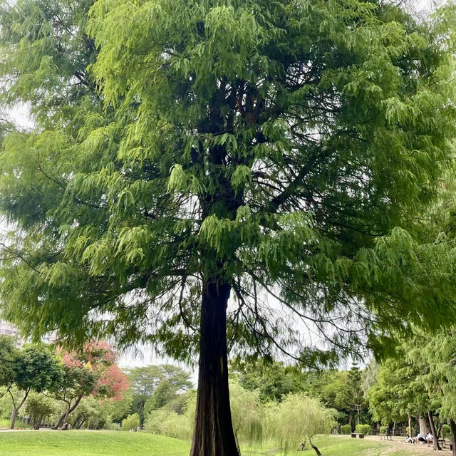 石炭記念公園：寧靜翠綠