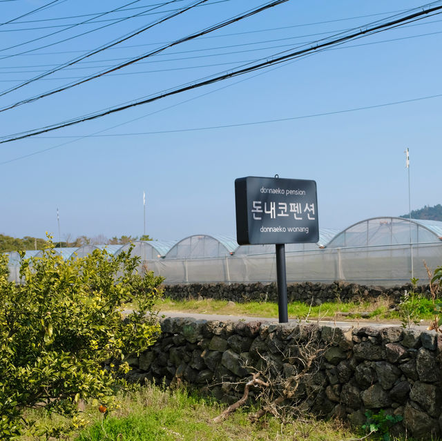 멀리 한라산과 감귤밭이 보이는 고즈넉한 제주 펜션 - 돈내코 펜션