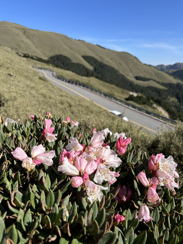 合歡山Hehuan Mountain